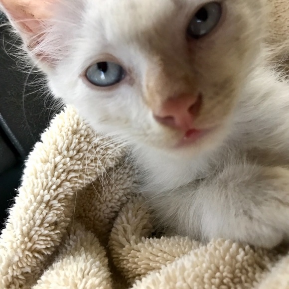 pumpkinpiekitty